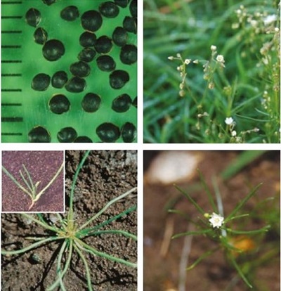 Corn spurrey at four growth stages